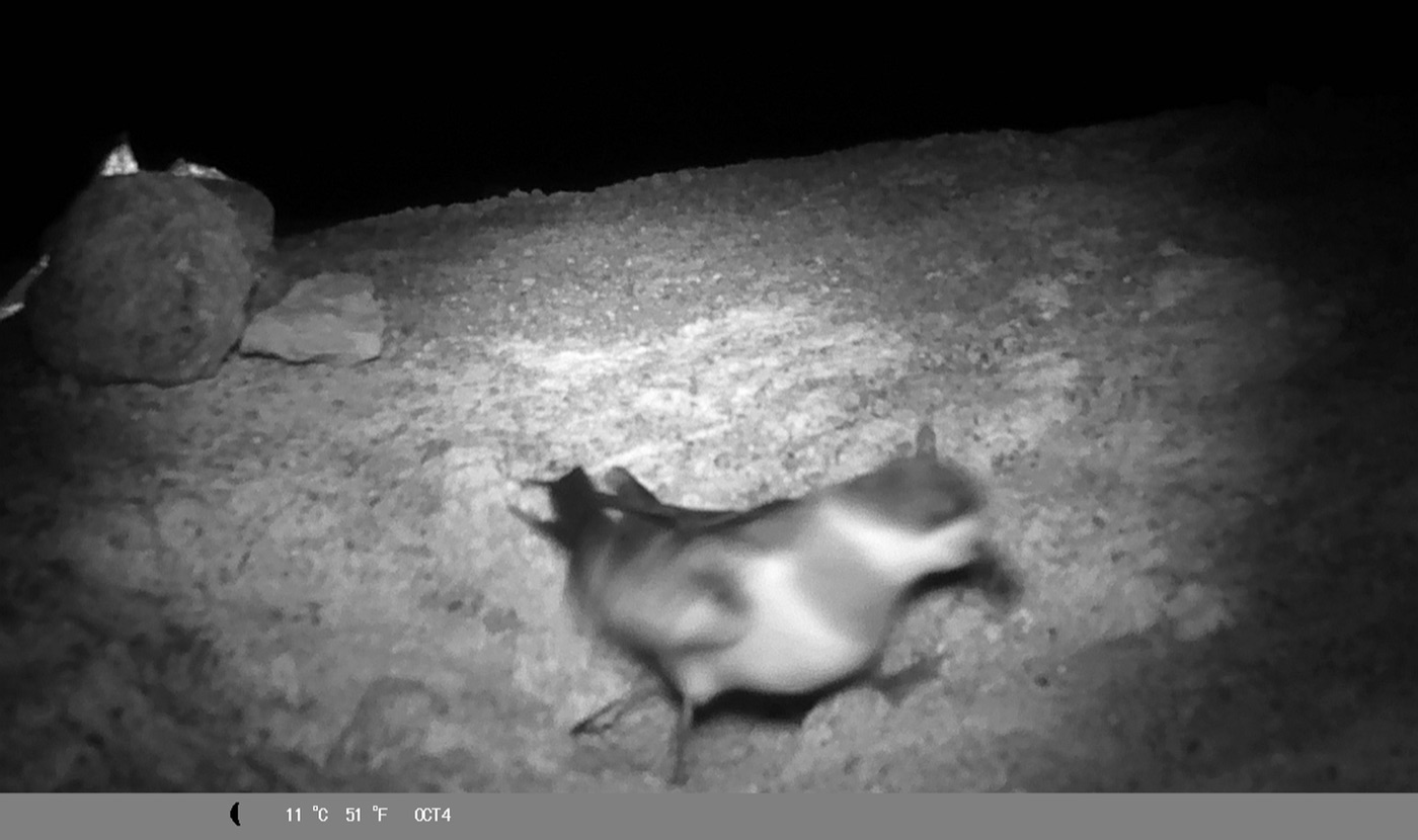 Golondrina de mar de collar - sitio de nidificación