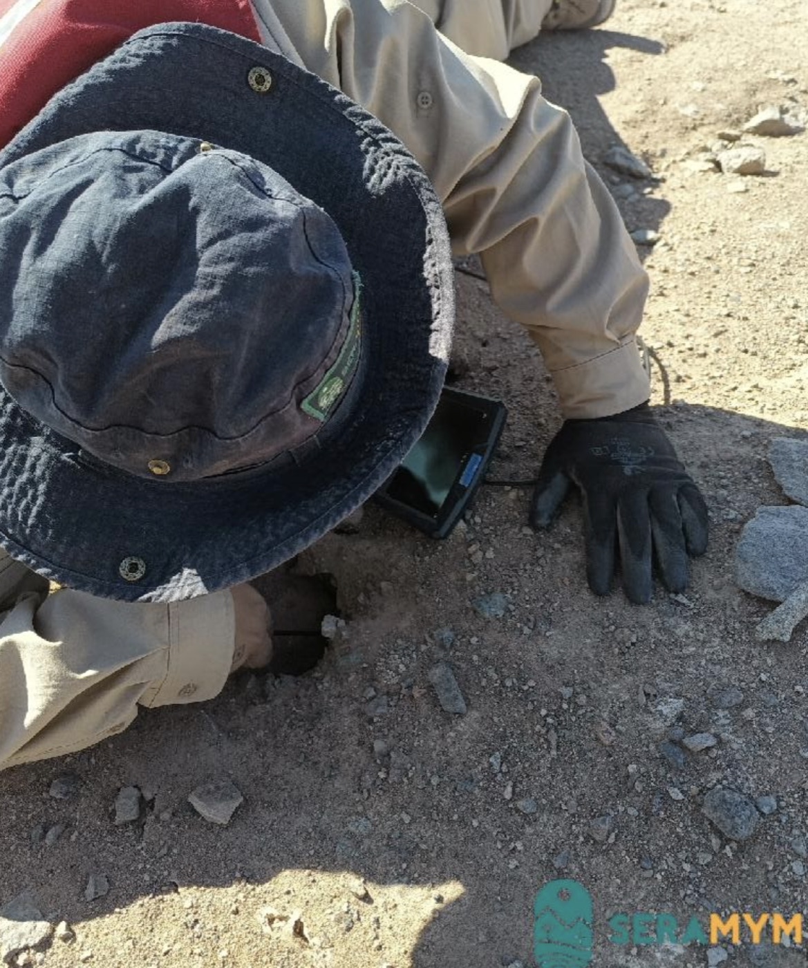 Golondrina de mar de collar - registro de campo