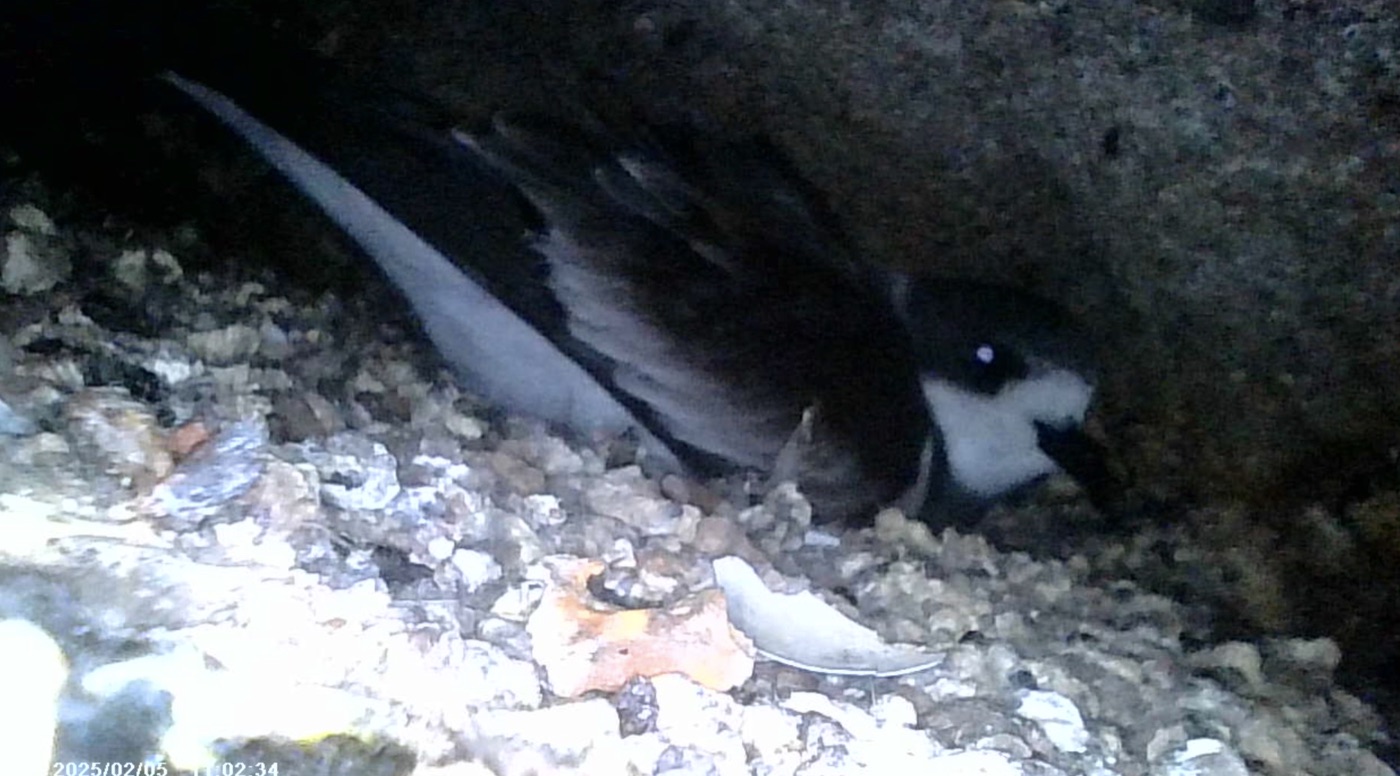 Hydrobates hornbyi - monitoreo SERAMYM