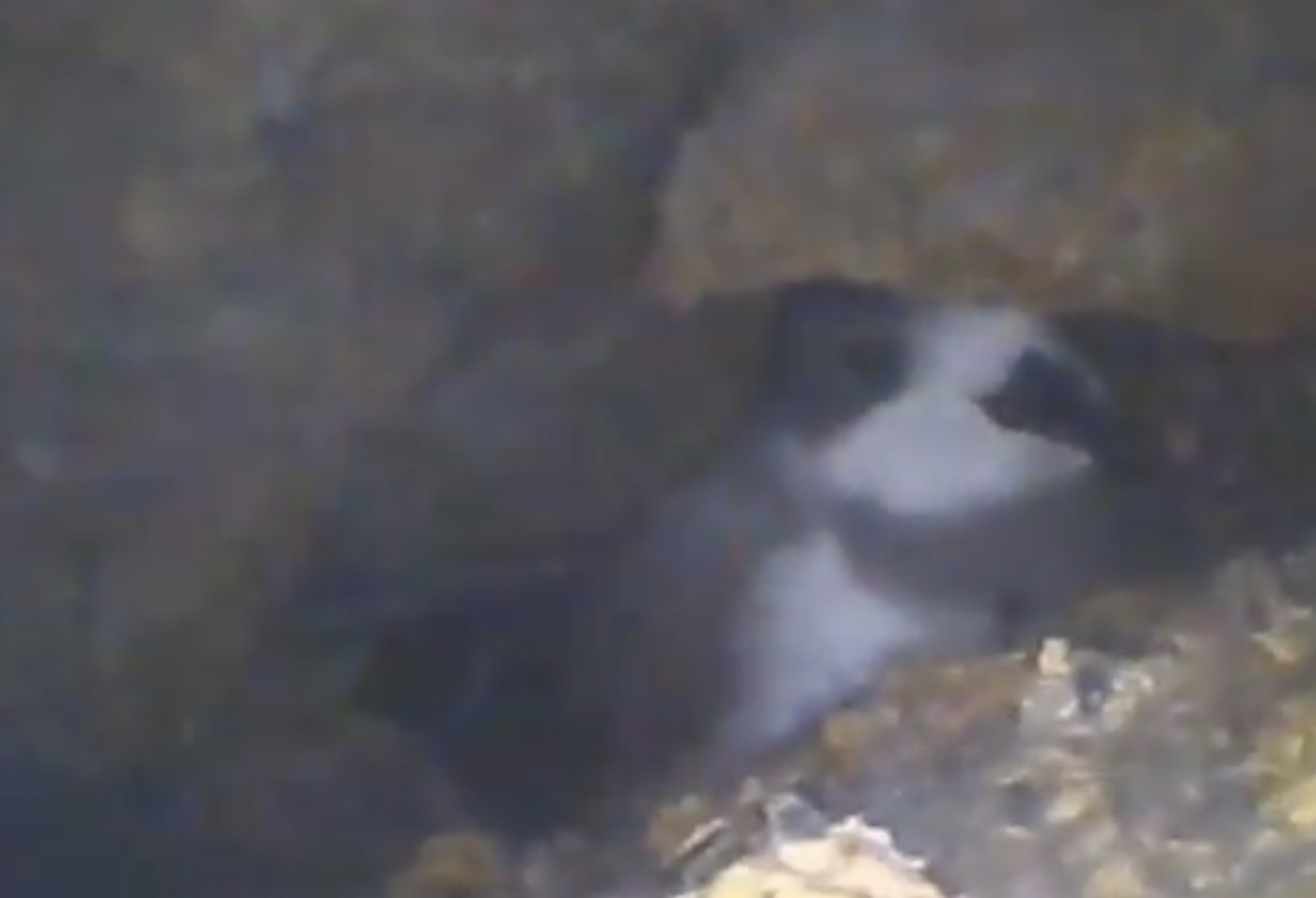 Golondrina de mar de collar - Norte Grande